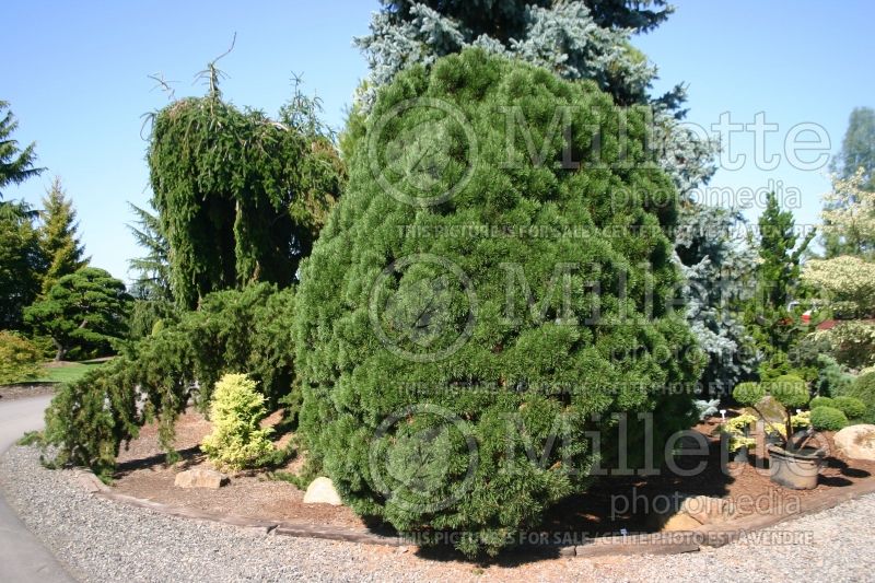 Pinus Big Tuna (Pine conifer) 6