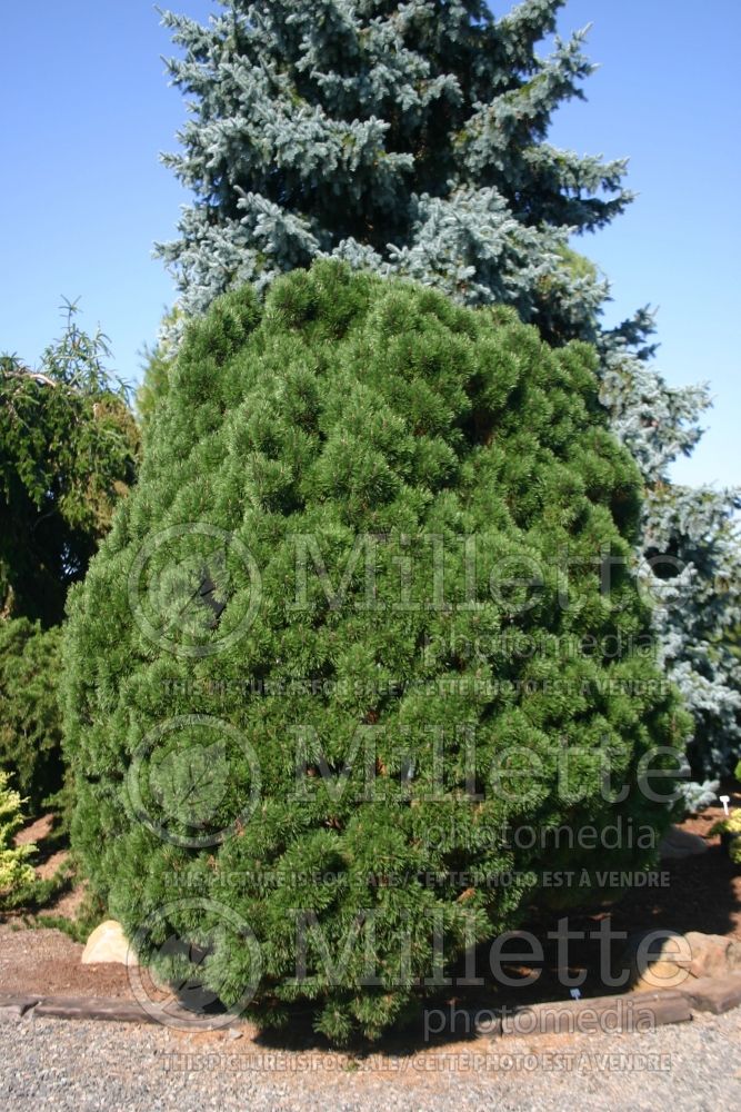 Pinus Big Tuna (Pine conifer) 7