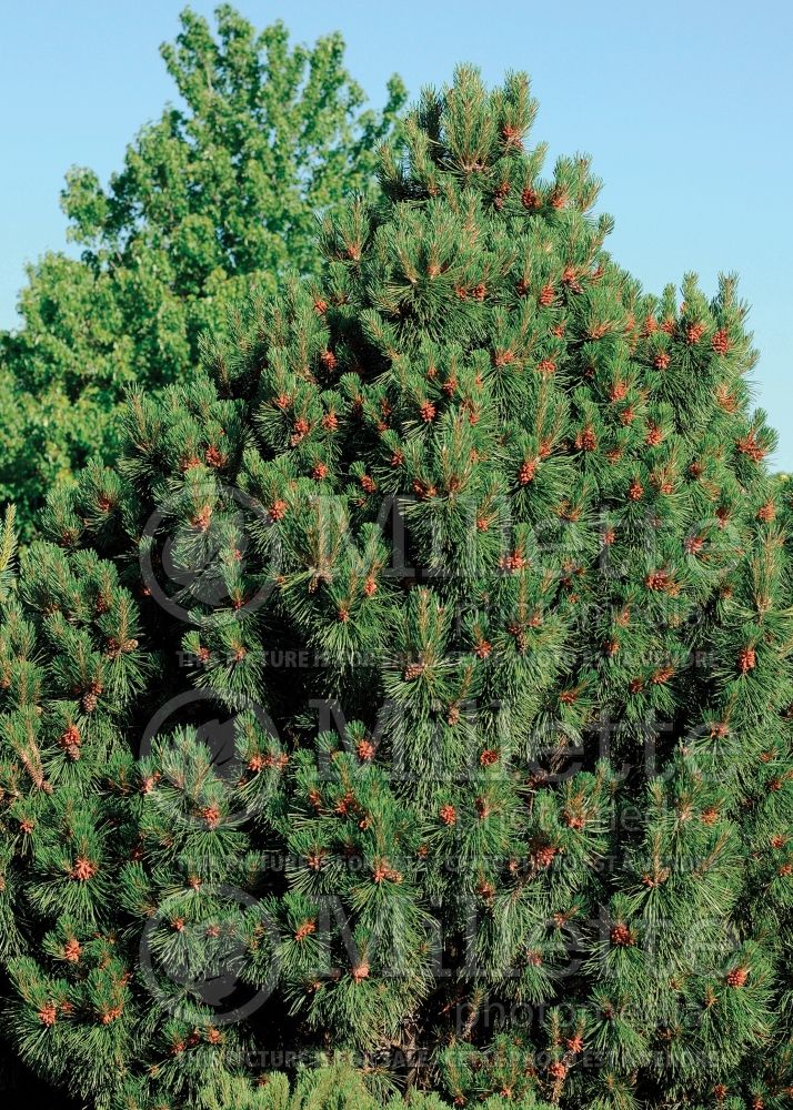 Pinus Big Tuna (Pine conifer) 2