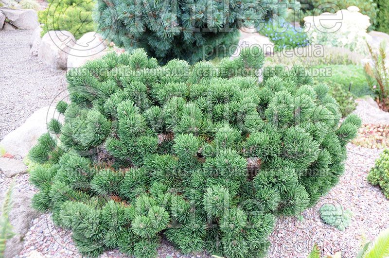 Pinus Jacobsen (Pine conifer)   4