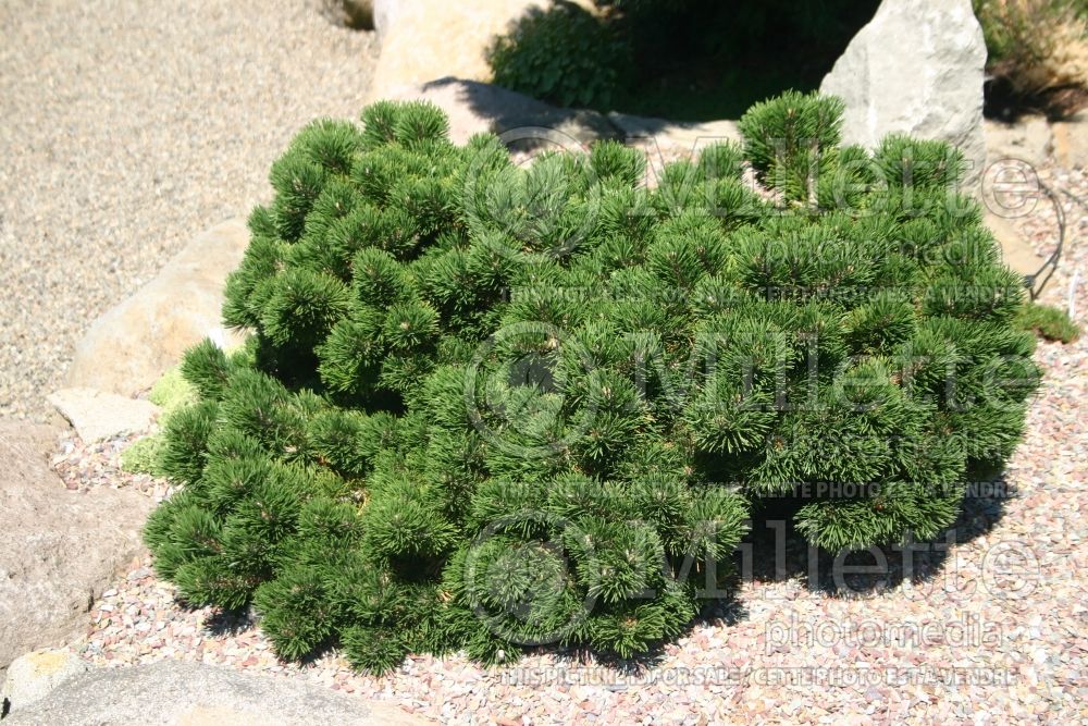 Pinus Jakobsen (Pine conifer) 6  