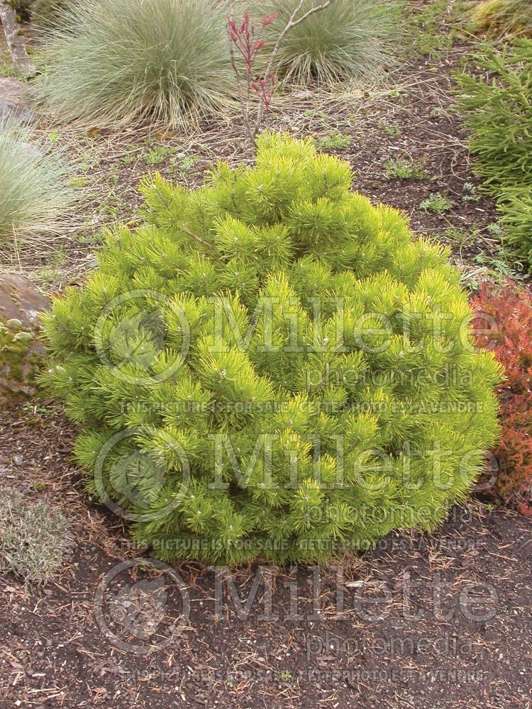 Pinus Lemon (Pine conifer - pin) 1 