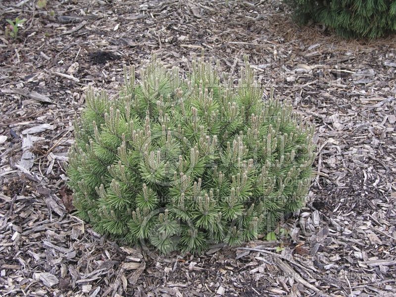 Pinus Mops (Pine conifer - pin) 7