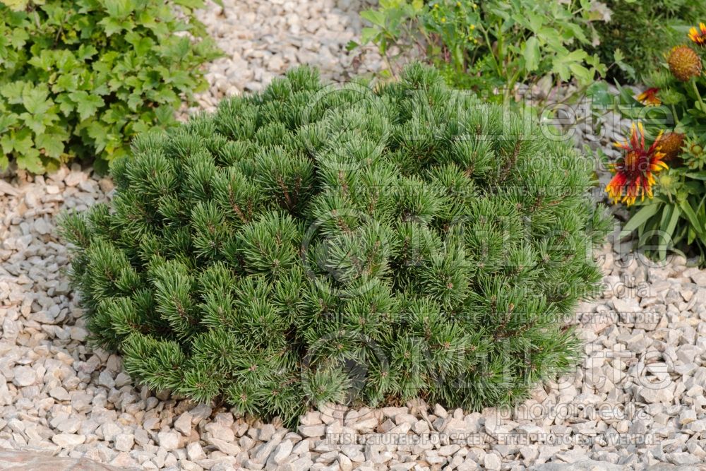 Pinus Mops (Pine conifer - pin) 11