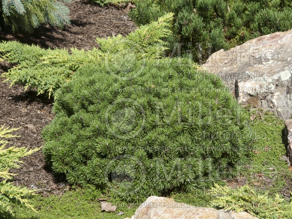 Pinus Mops (Pine conifer - pin) 4