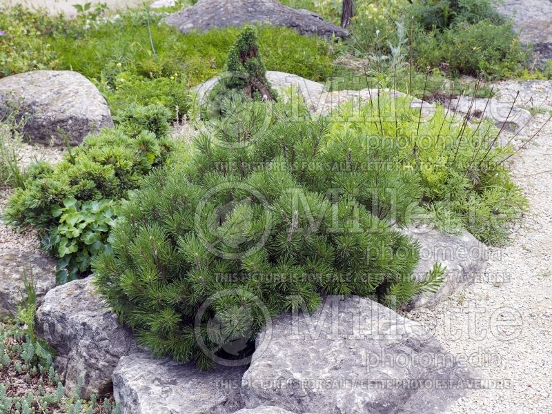 Pinus Mops (Pine conifer - pin) 6