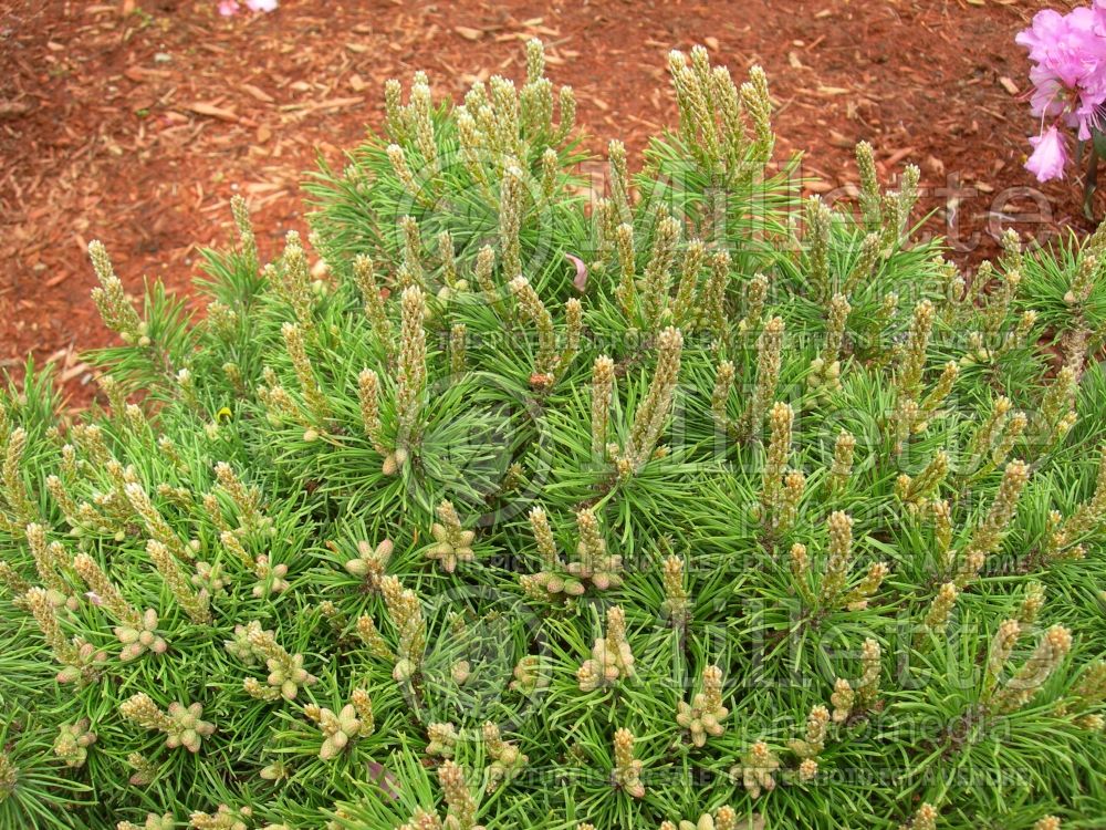 Pinus Mops (Pine conifer - pin) 13