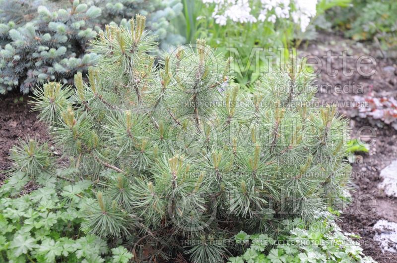 Pinus Mops (Pine conifer - pin) 2