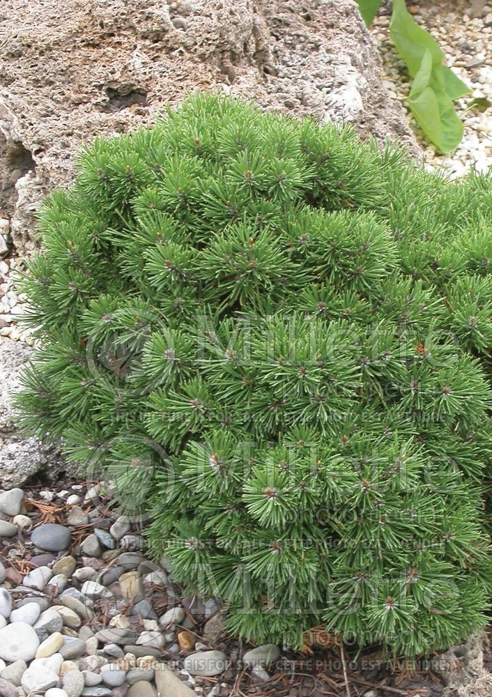 Pinus Mops (Pine conifer - pin) 12