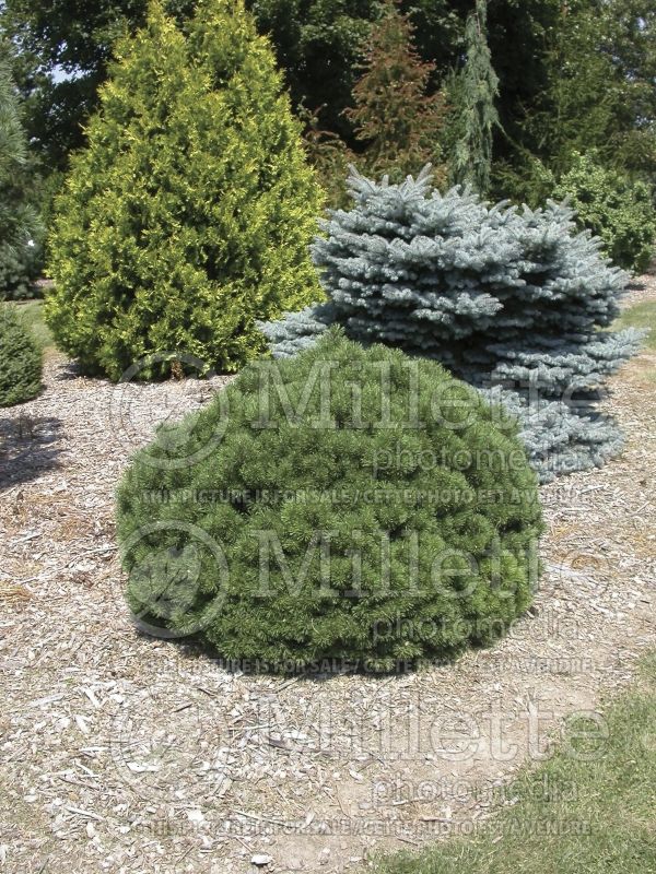 Pinus Mops (Pine conifer - pin) 8