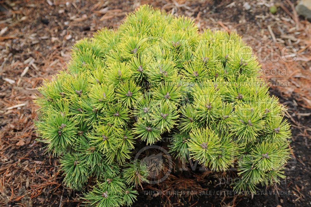 Pinus Ophir (Pine conifer) 1