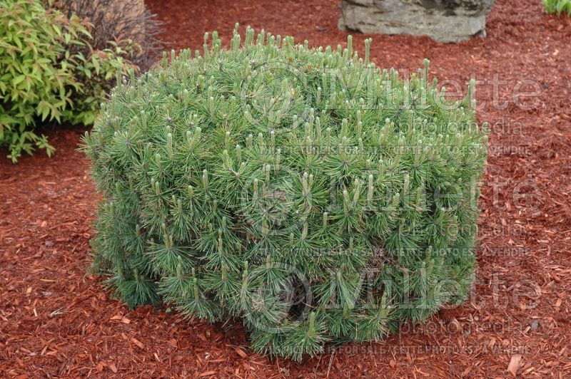 Pinus mugo (Pine conifer) 4