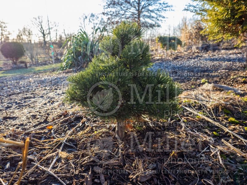 Pinus Sherwood Compact (Pine conifer) 2  