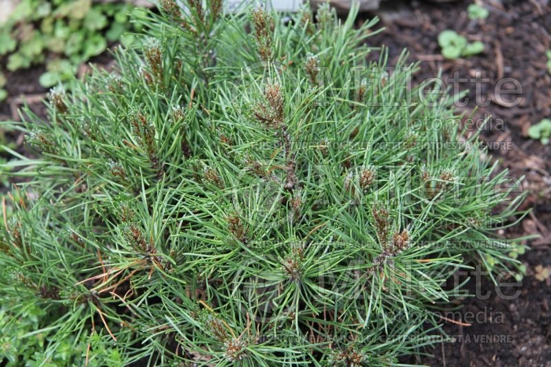 Pinus Short Needle (Pine conifer) 2  