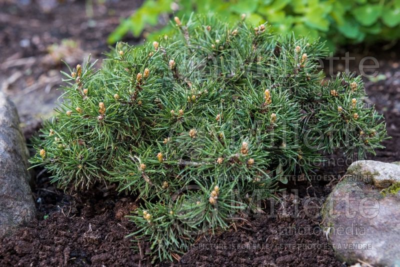 Pinus Short Needle (Pine conifer) 3  