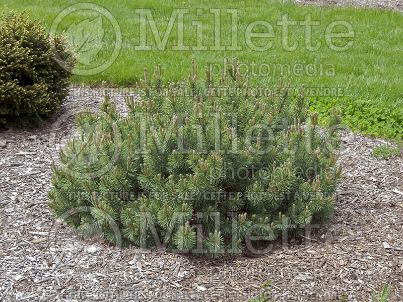 Pinus Slowmound (Pine conifer) 2