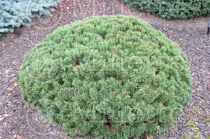 Pinus Slowmound (Pine conifer) 1