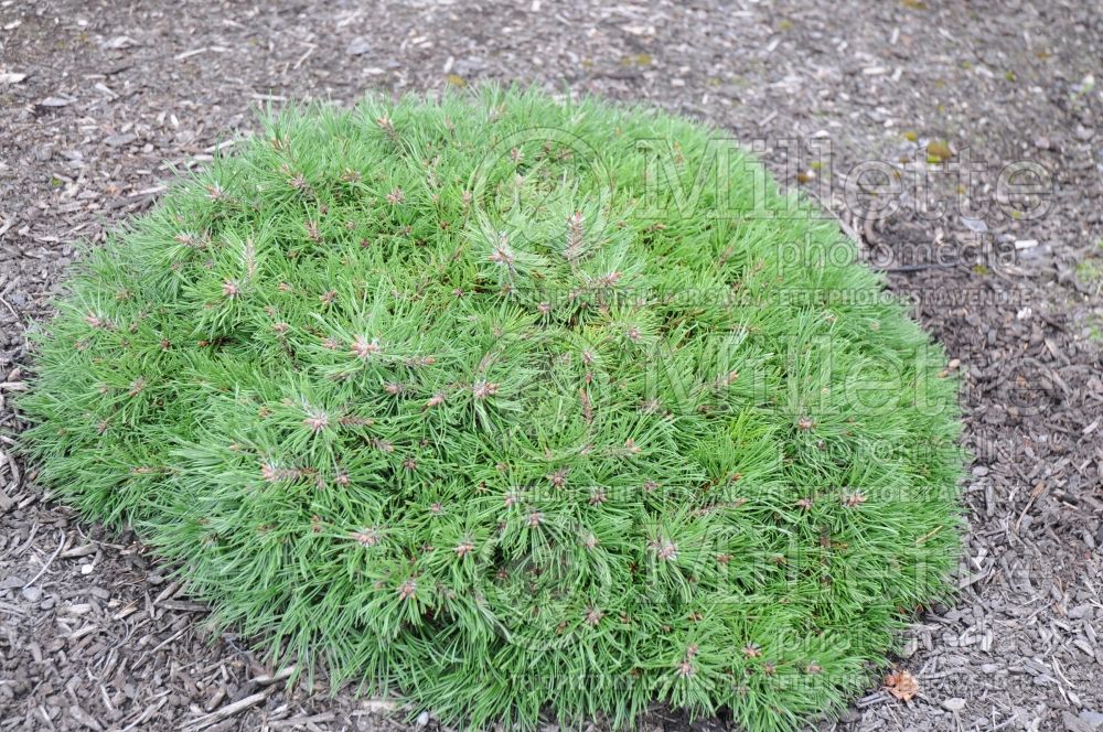 Pinus Paradekissen (Pine conifer - pin) 1 