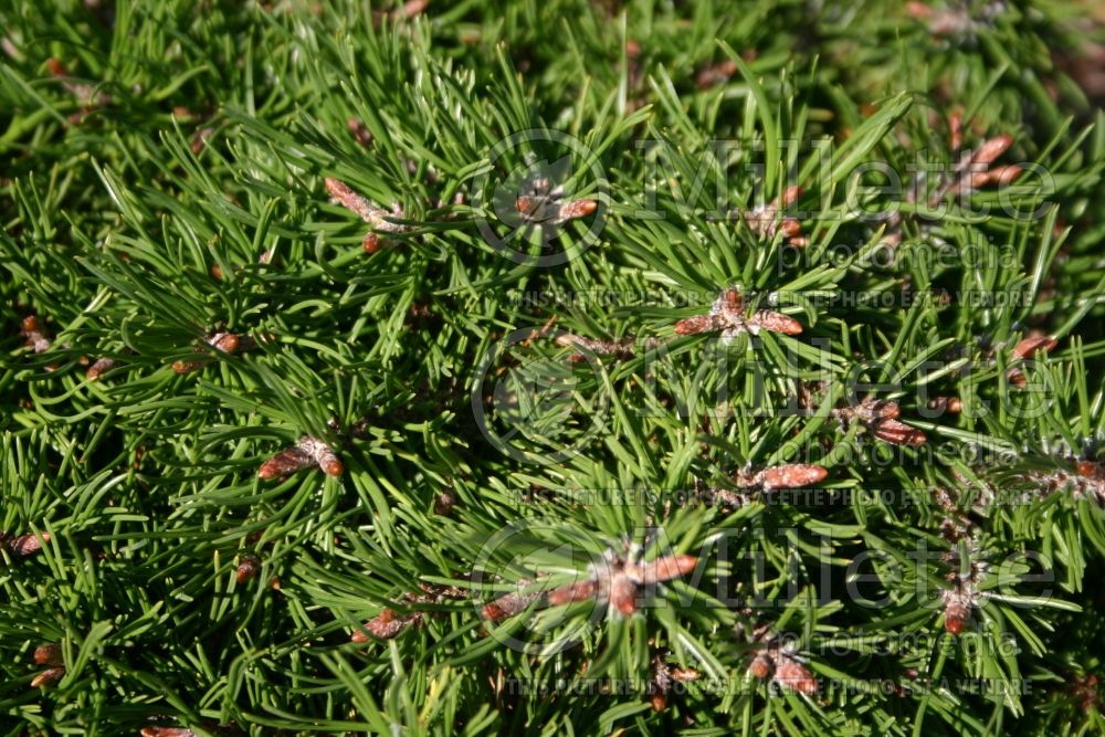 Pinus Paradekissen (Pine conifer - pin) 5 
