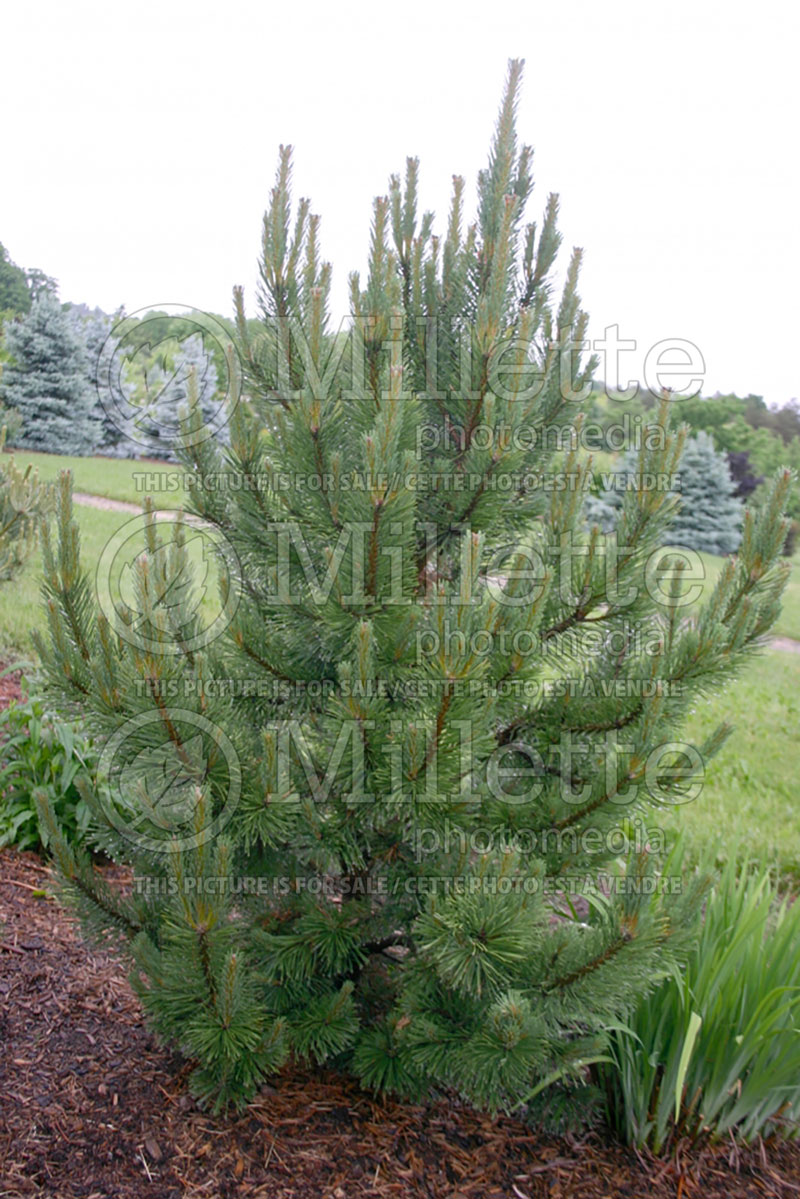 Pinus Tannenbaum (Pine conifer) 1