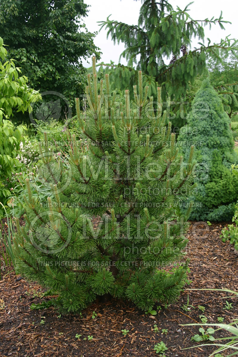 Pinus Tannenbaum (Pine conifer) 2