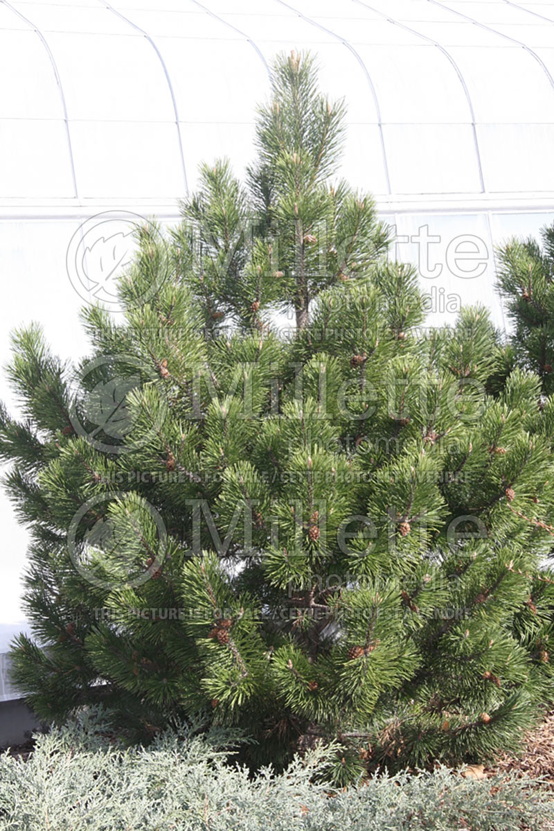 Pinus Tannenbaum (Pine conifer) 3