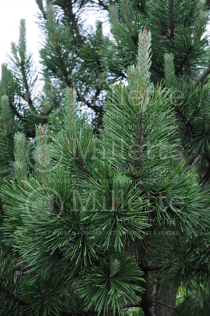 Pinus Tannenbaum (Pine conifer) 5