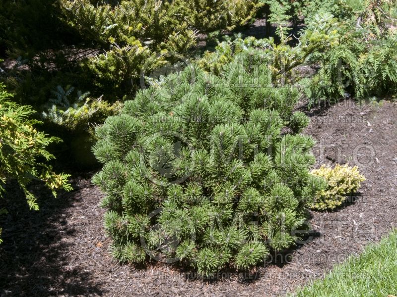 Pinus Teeny (Pine conifer) 4