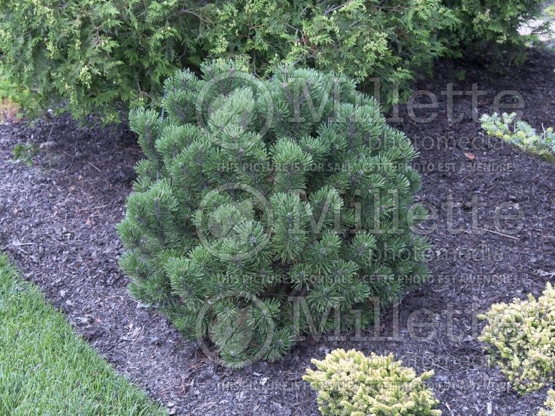 Pinus Teeny (Pine conifer) 6