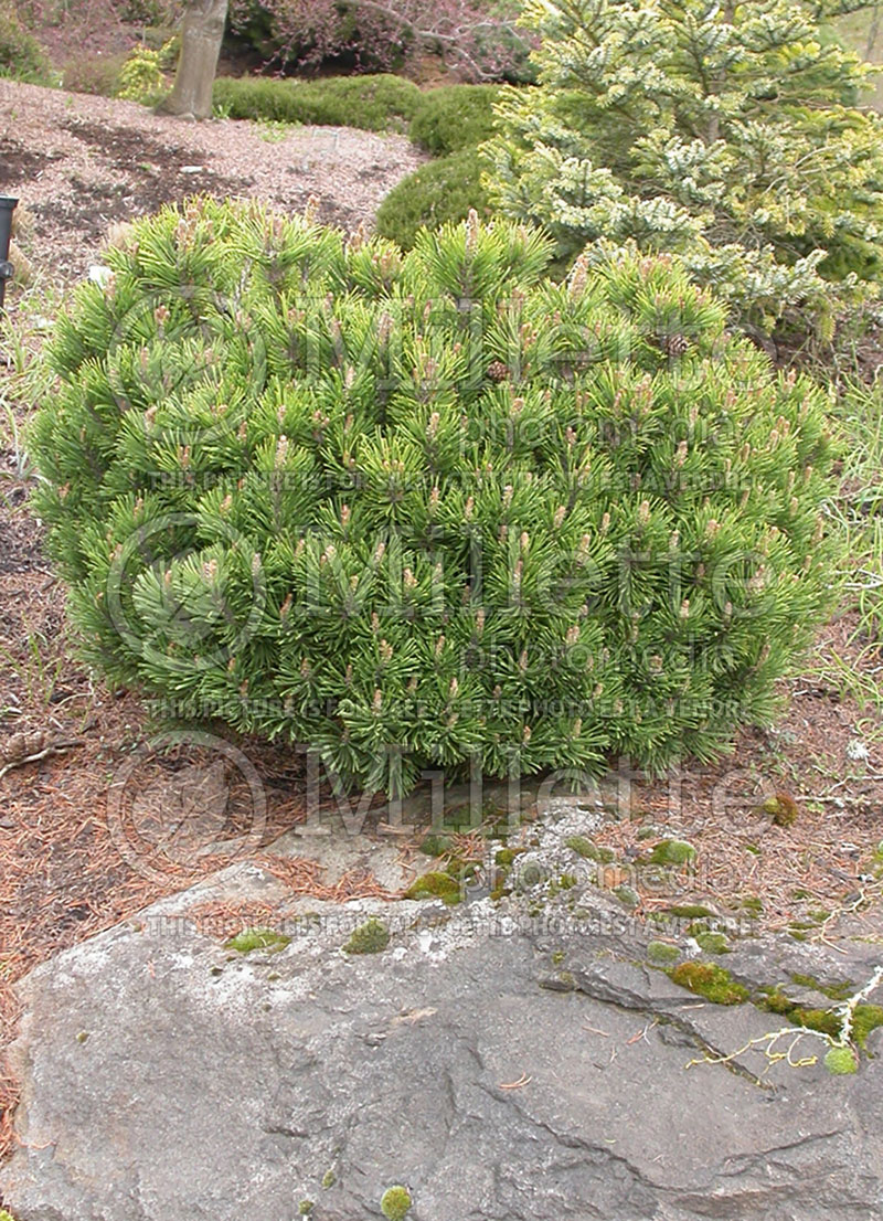 Pinus Teeny (Pine conifer) 2