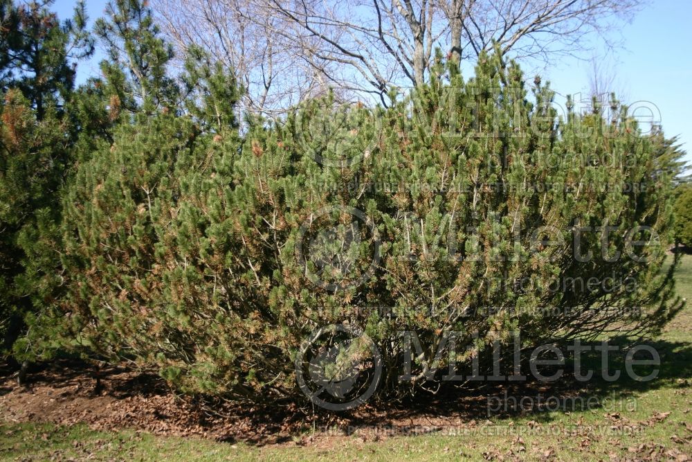 Pinus mugo var. pumilio (Pine conifer) 2