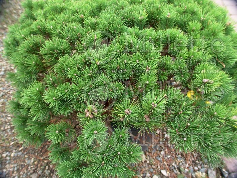 Pinus mugo var. pumilio (Pine conifer) 3