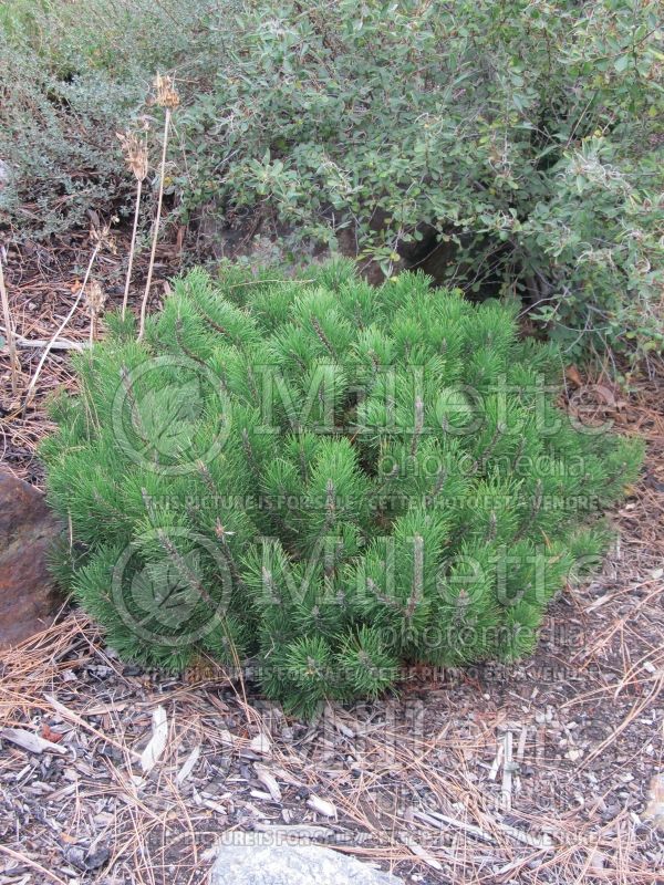 Pinus mugo var. pumilio (Pine conifer) 5