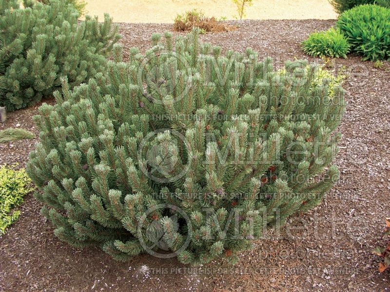 Pinus mugo var. pumilio (Pine conifer) 7