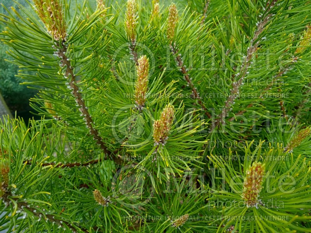 Pinus mugo var. mughus (Pine conifer) 1