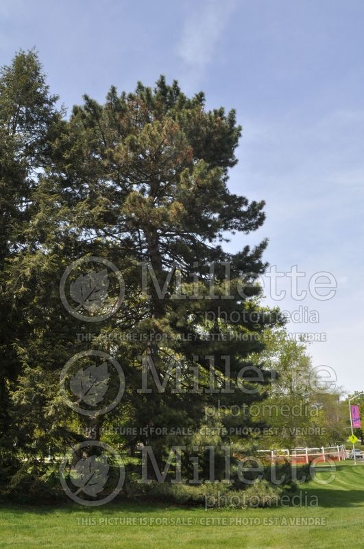 Pinus nigra (Pine conifer) 2