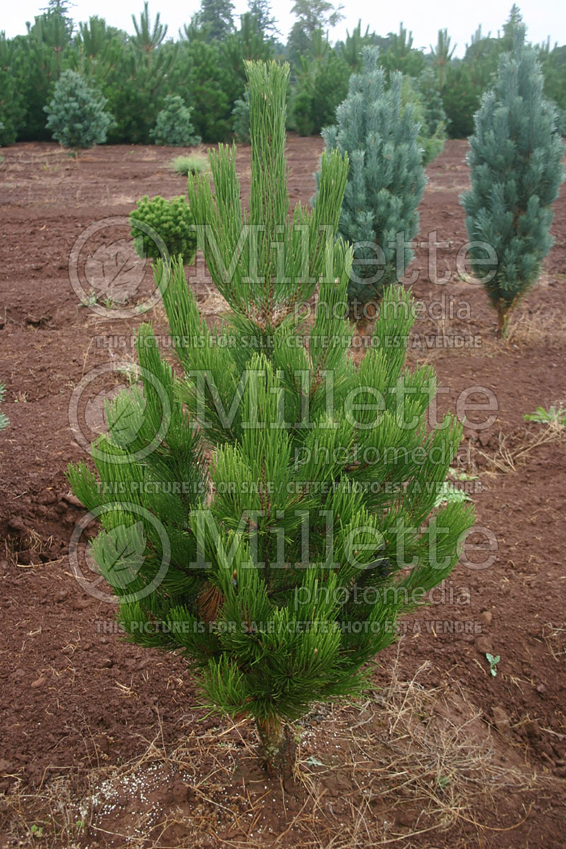 Pinus Arnold's Sentinel (Black Pine conifer) 2 