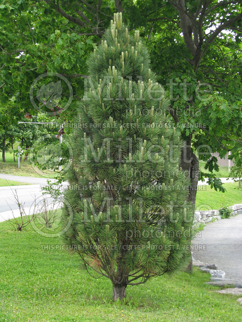 Pinus Arnold's Sentinel (Black Pine conifer) 18 