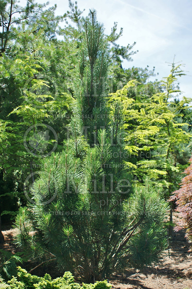 Pinus Arnold's Sentinel (Black Pine conifer) 9 