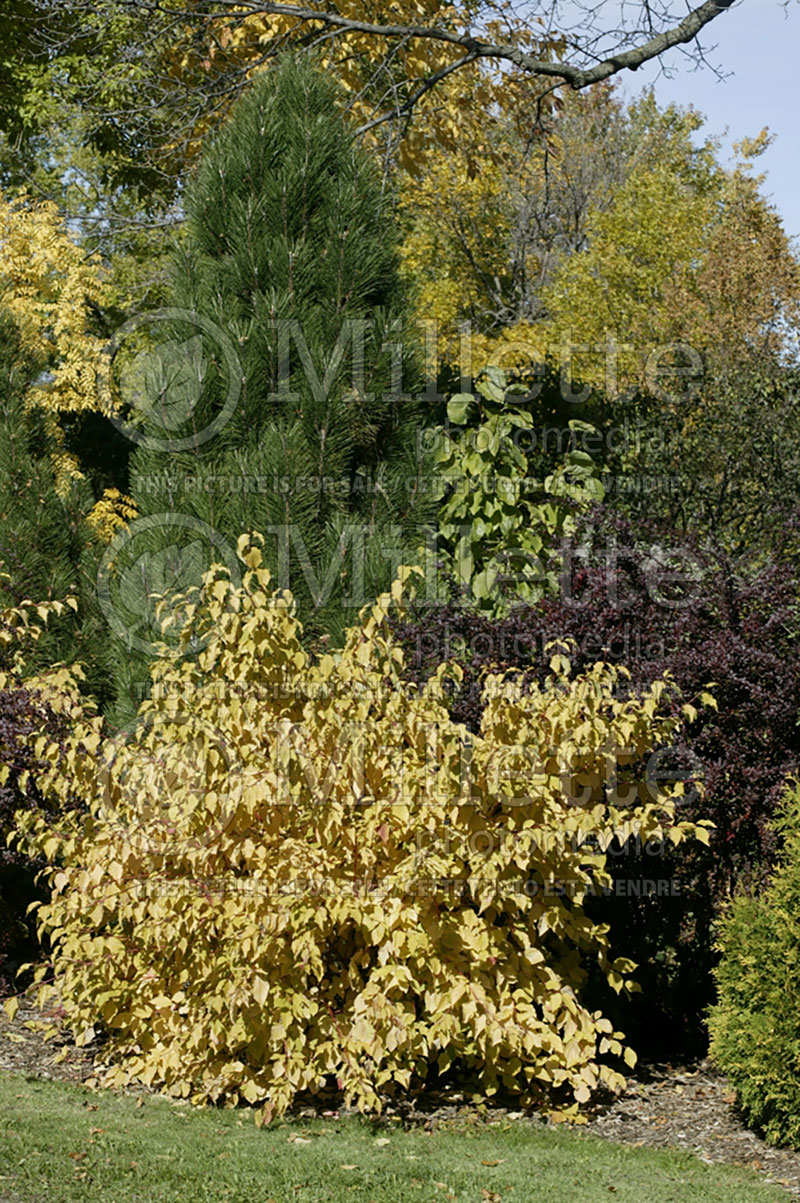 Pinus Arnold's Sentinel (Black Pine conifer) 7 