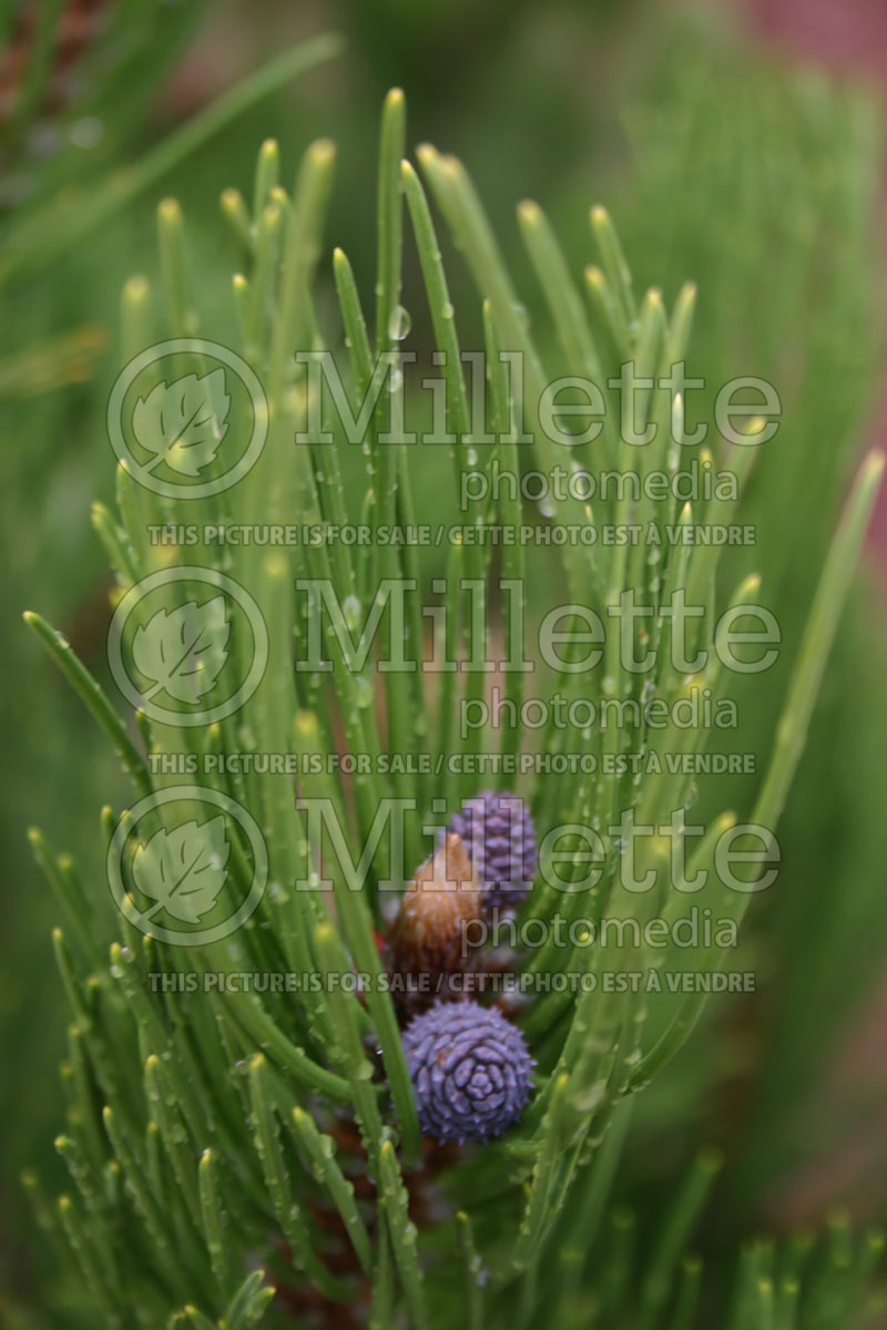 Pinus Arnold's Sentinel (Black Pine conifer) 1 