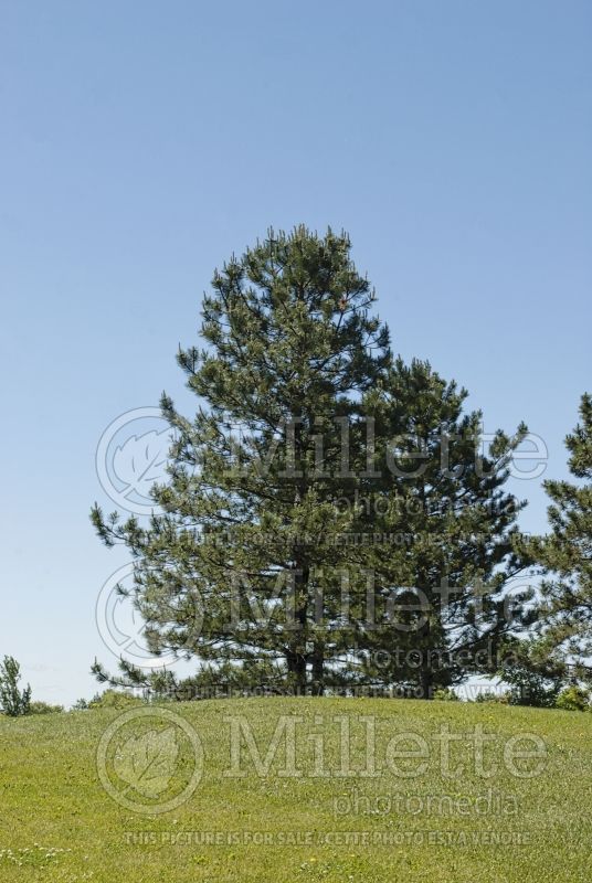 Pinus Austriaca (Pine conifer) 2