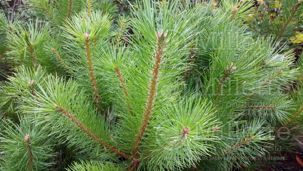 Pinus Austriaca (Pine conifer) 5