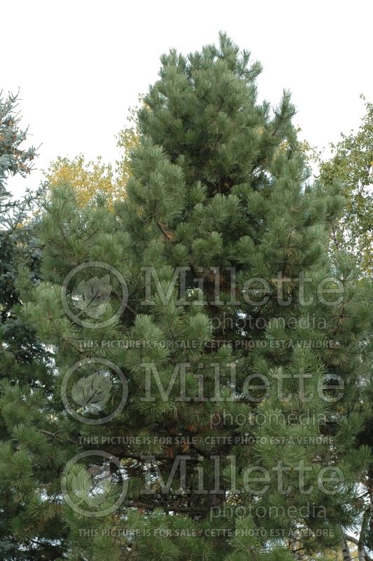 Pinus Austriaca (Pine conifer) 3