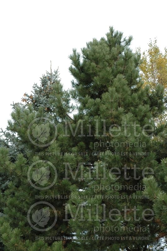 Pinus Austriaca (Pine conifer) 4