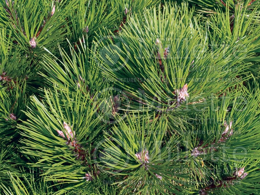 Pinus Bobo (Pine conifer) 1