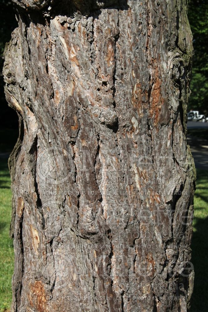 Pinus nigra - bark (Black Pine conifer) 3 