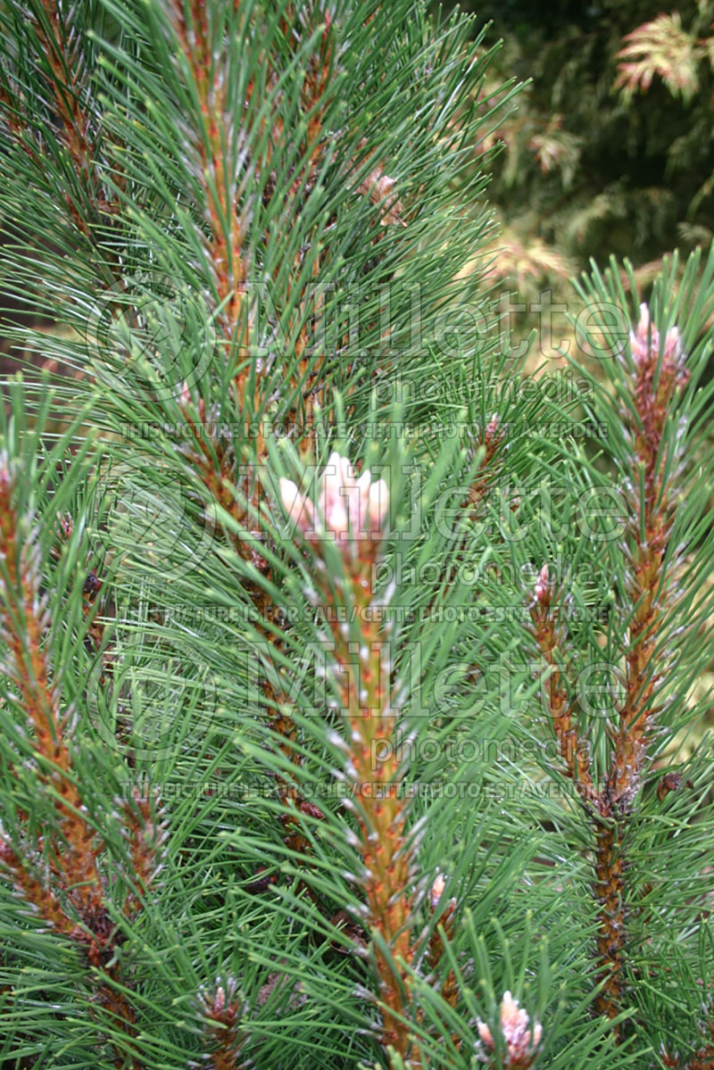 Pinus Frank (Pine conifer) 2