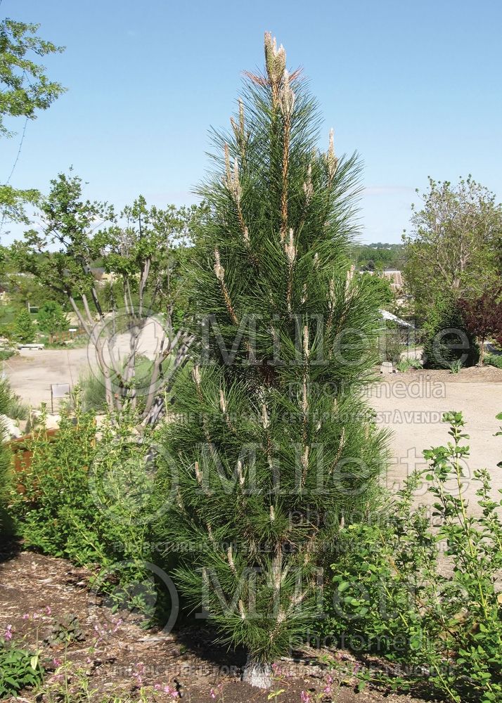 Pinus Frank (Pine conifer) 3