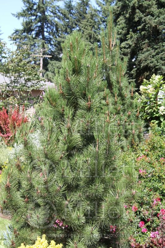 Pinus Oregon Green (Pine conifer) 1